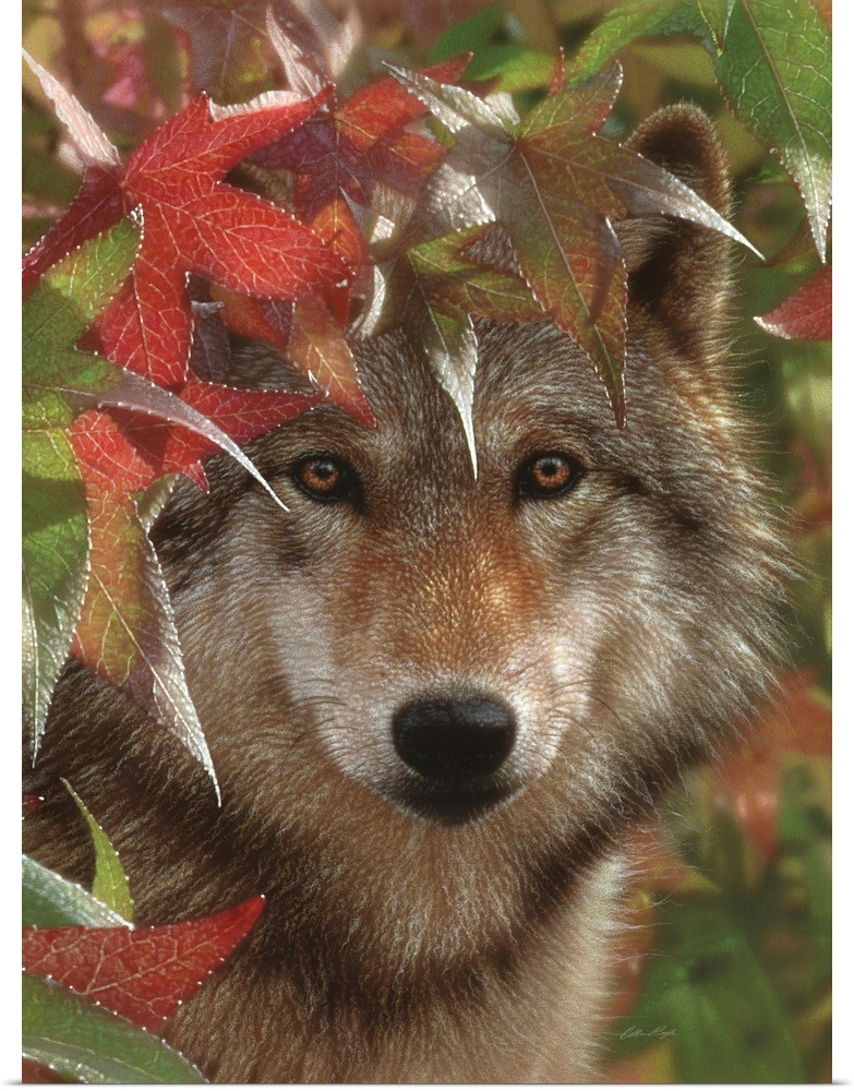 Wolf - Autumn Encounter