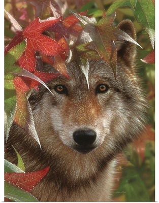 Wolf - Autumn Encounter