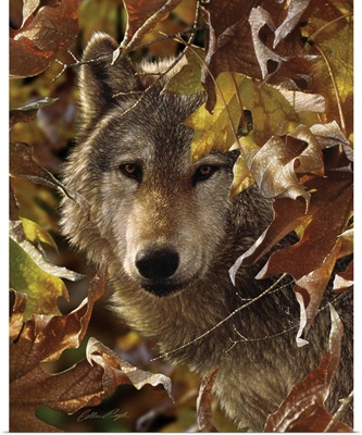 Wolf - Autumn Shadows