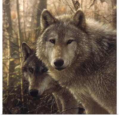 Wolves - Woodland Companions