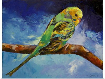 Wild Parakeet