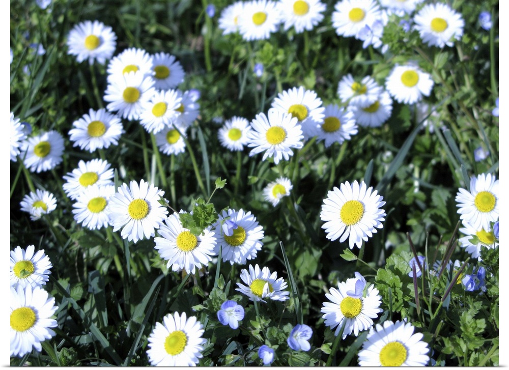 daisies in the field
