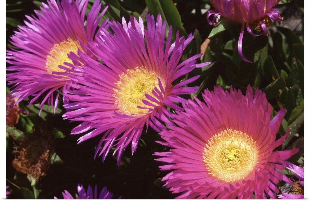 purple cactus' flower