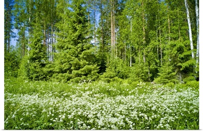 Forest In Summer