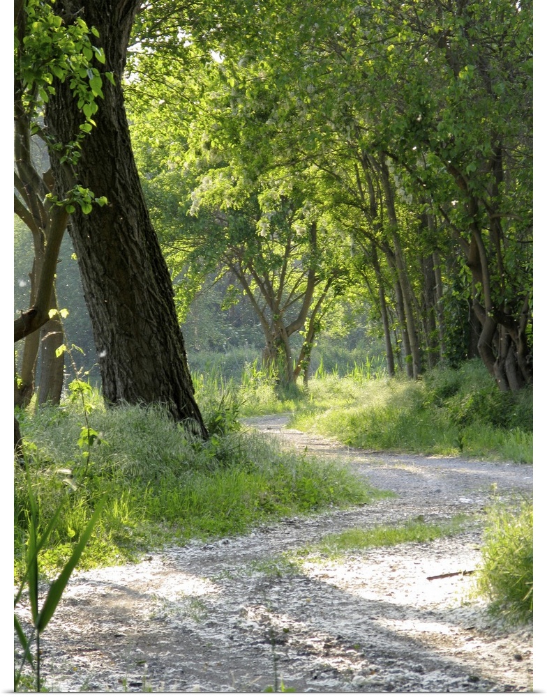 A dusty winding gravel path weaves its way though a woods of green trees.