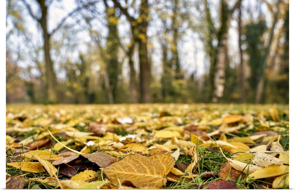 Ground level view of leaves bed in a forest in Autumn.