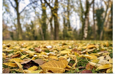 Ground Level View Of Leaves Bed In A Forest In Autumn