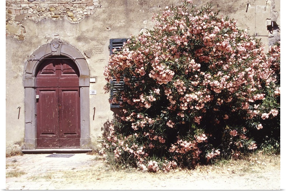 Italy, Tuscany, medieval village of Lucardo: pink oleander and door