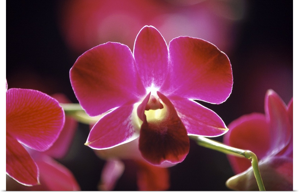 Malaysia forests host thousands different specie of wild orchids, this and many other hybrids can be found for sale or on ...