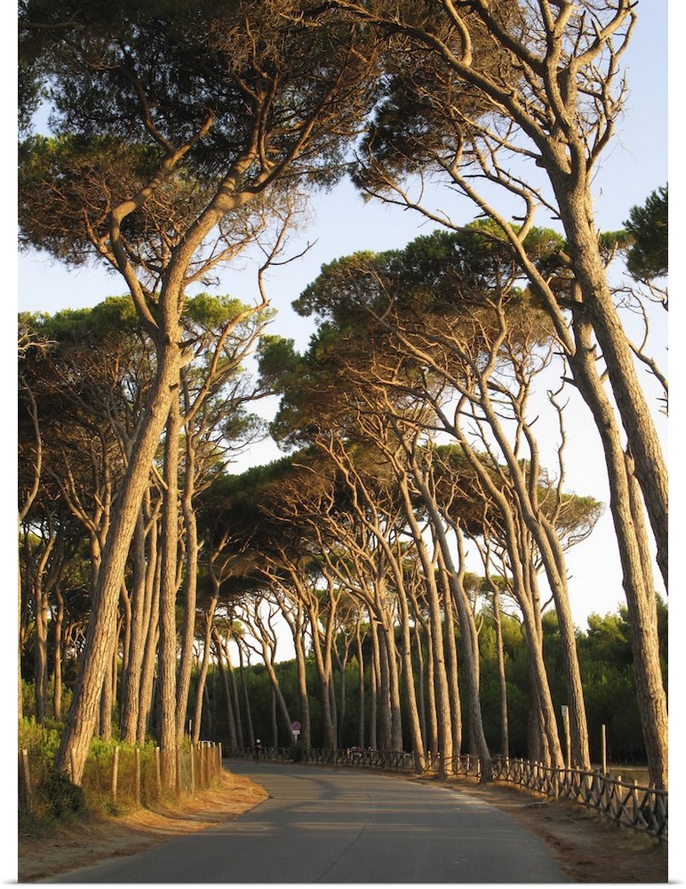 tall maritime pine trees line a road along the Tuscany coast, Italy
