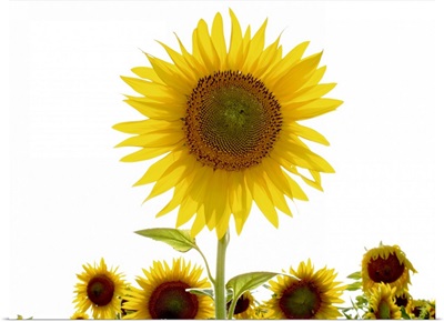 Tuscan Sunflowers IV