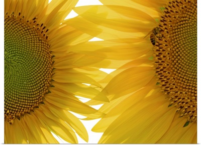 Tuscan Sunflowers V