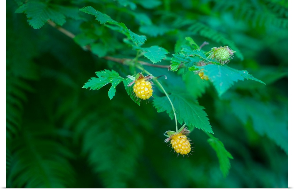 USA, Washington State, Olympic Peninsula: wild berries in the forest
