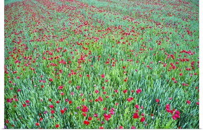 Wheat And Poppies