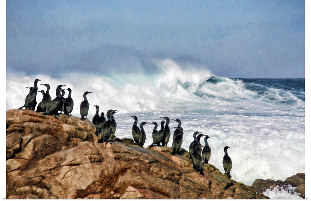 Brandt's cormorants have a front-row view of the spectacular coastline along the 17 Mile Drive in Pebble Beach, California...