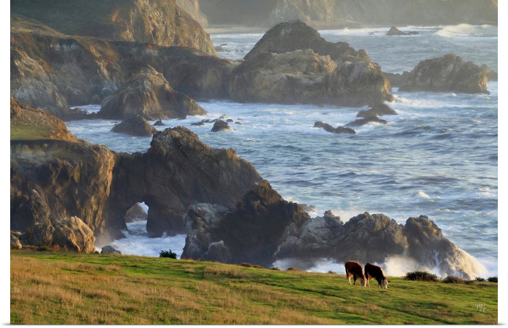 Two cows graze in a field in Big Sur with spectacular rock formations and the beautifully lit ocean behind them. Adding a ...