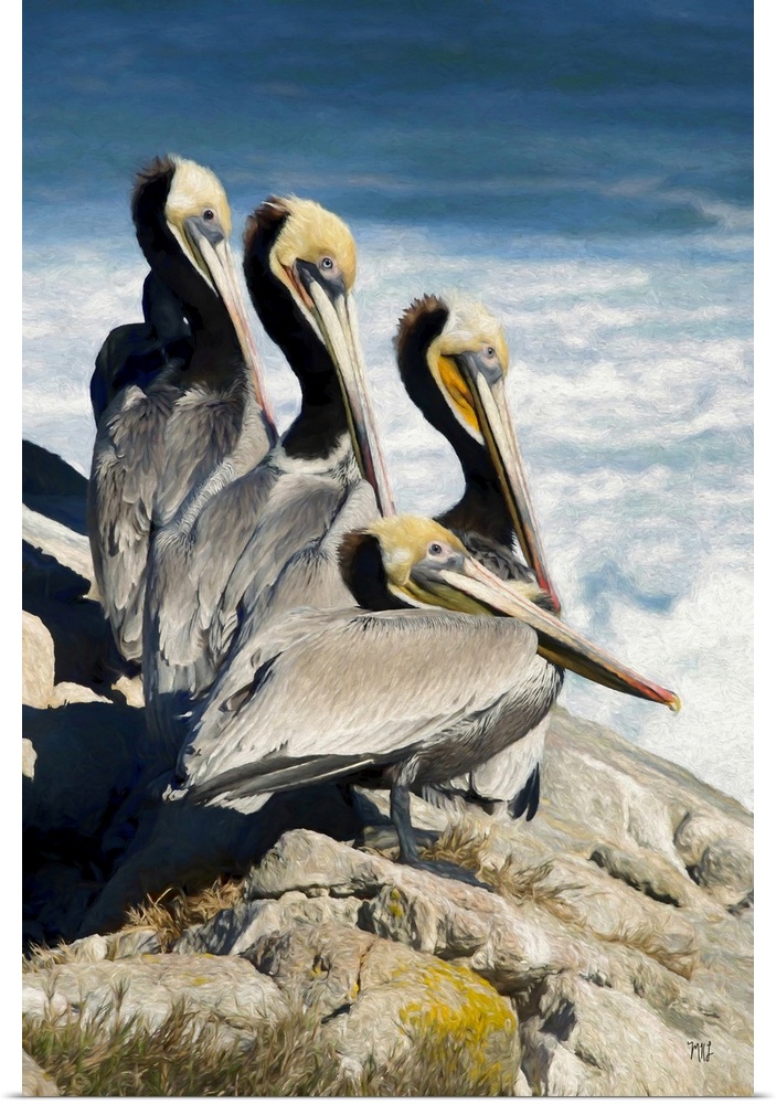 Four pelicans with striking eyes of different colors rest above the waves in Pebble Beach, California.