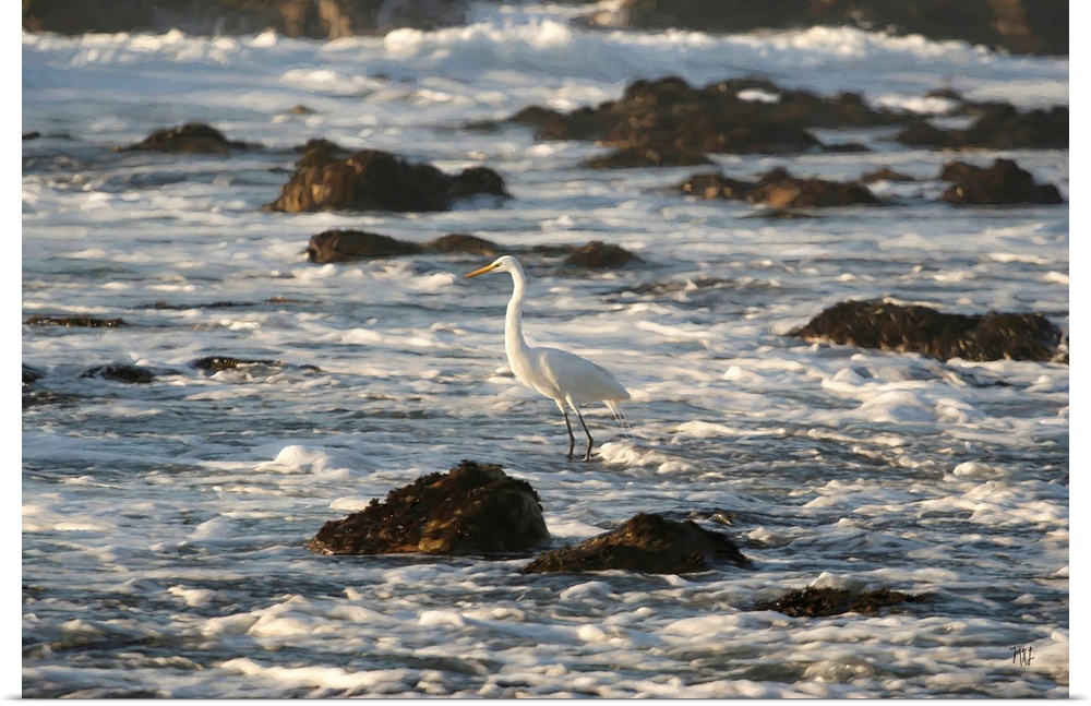 A majestic great egret hunts for fish and other delicacies in the coastal waters of Pebble Beach in California.