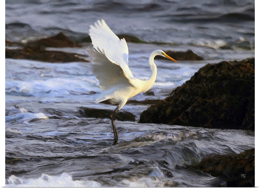A great egret dances on the waves at Cypress Point in Pebble Beach. Its radiant warm colors complement the blues, grays an...