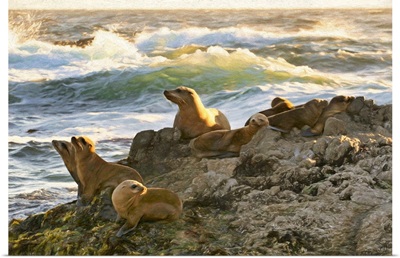 Harbor Seals Cypress Point California Coast