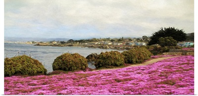 Pacific Grove Carpet Of Pink