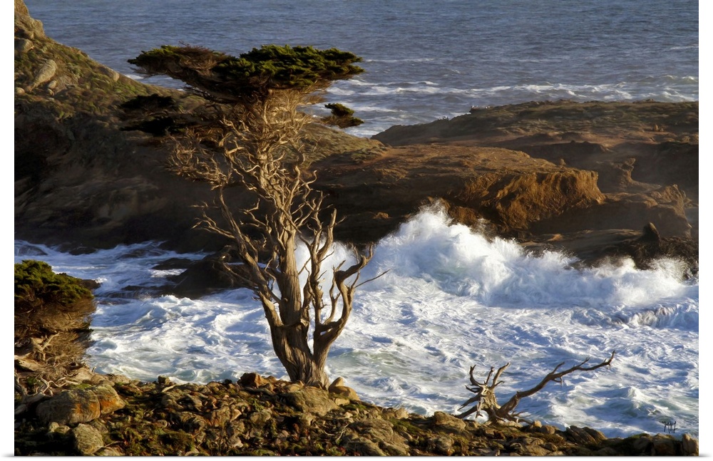 A Monterey Cypress stands guard on a hill above crashing waves in the Point Lobos State Reserve, just south of Carmel-by-t...