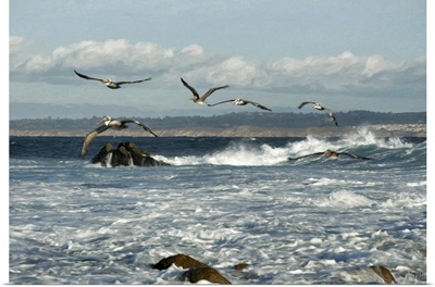 Surfing Pelicans Pacific Grove California