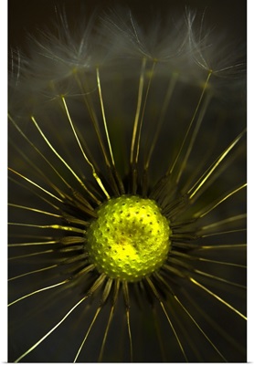Abstract Dandelion