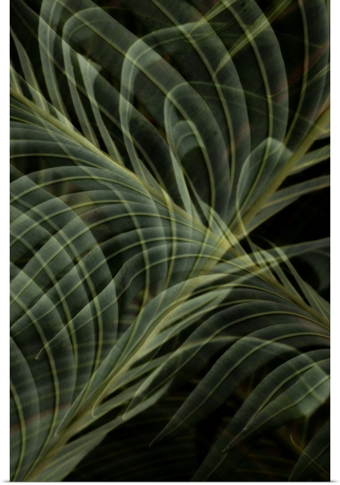 Abstract photograph of a multiple exposure fern frond.