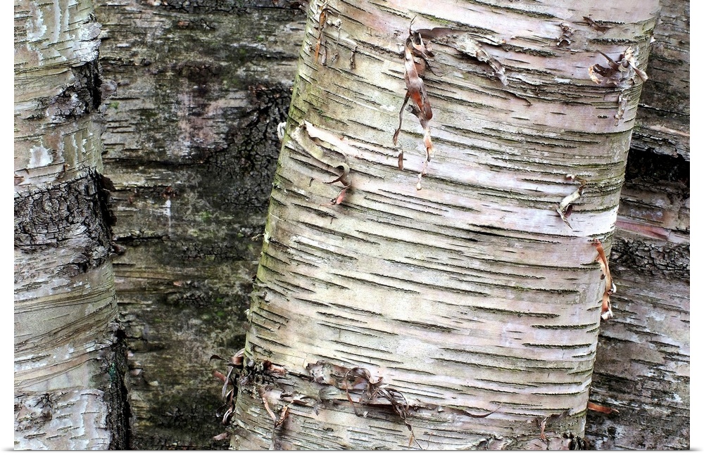 Giant photograph focuses on the rough and distressed texture of bark on a set of trees.