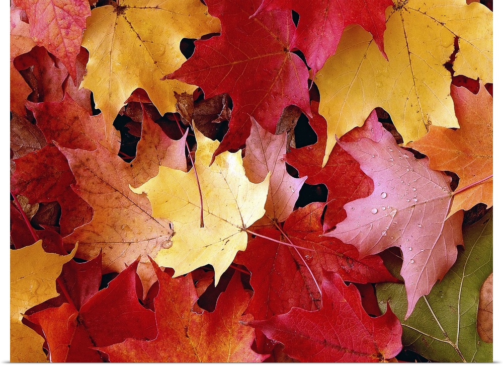 A large piece of a photograph of autumn maple leaves scattered on the ground.