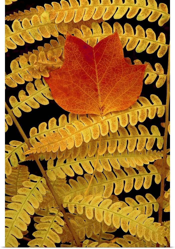 Autumn Orange in Yellowing Ferns
