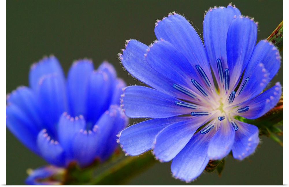 Giant photograph showcases an intense focus on a cool toned flower as another one sits in a softer focus behind it.