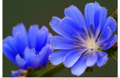 Beautiful Blue Blossoms