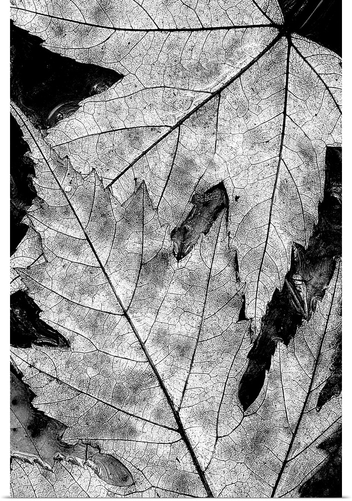 Black and White Maples