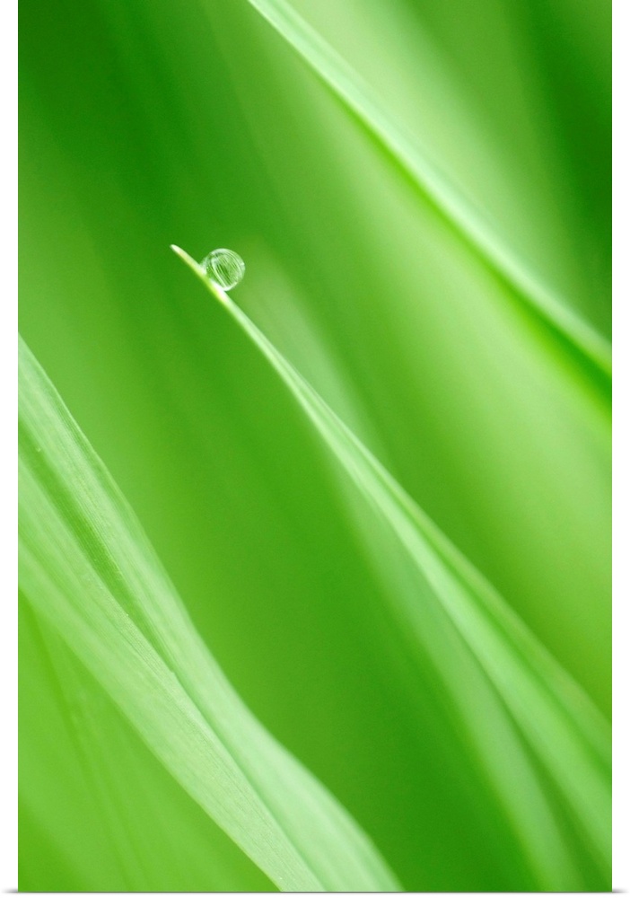 Close up photograph of a single drop of water hanging onto the end of a single blade of grass. Surrounding blades of grass...