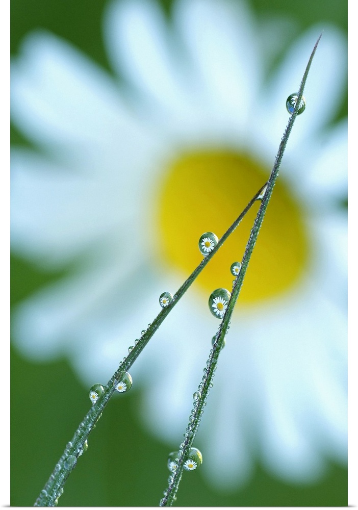 Blades of Grass After Rain with Daisy