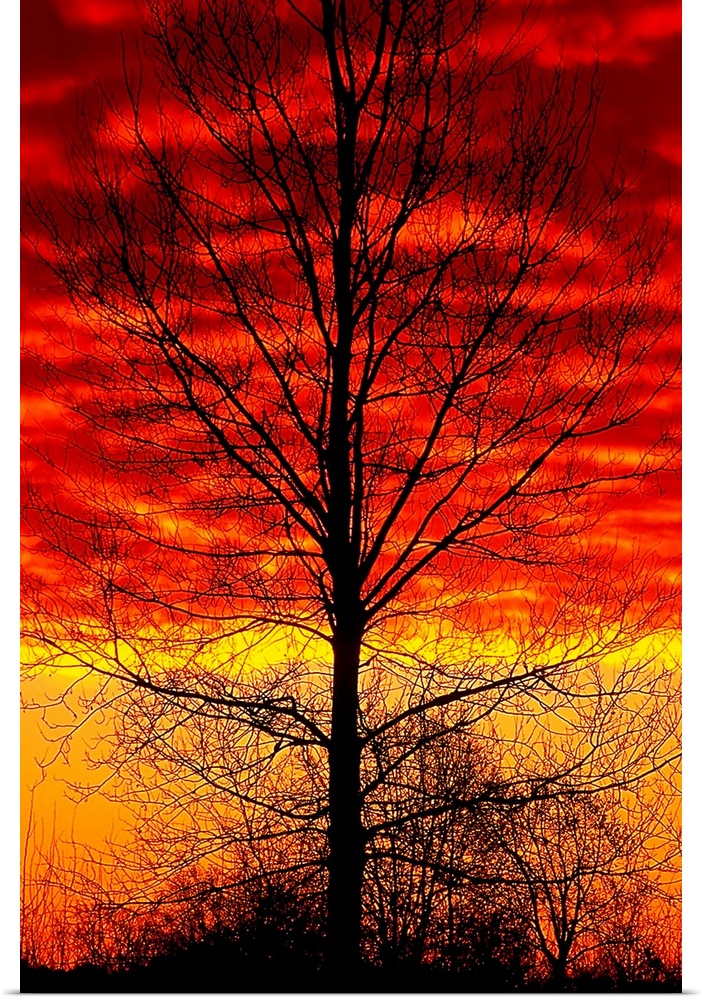 This vertical wall art shows the silhouette of a leafless tree in front of a fiery sky in the evening.