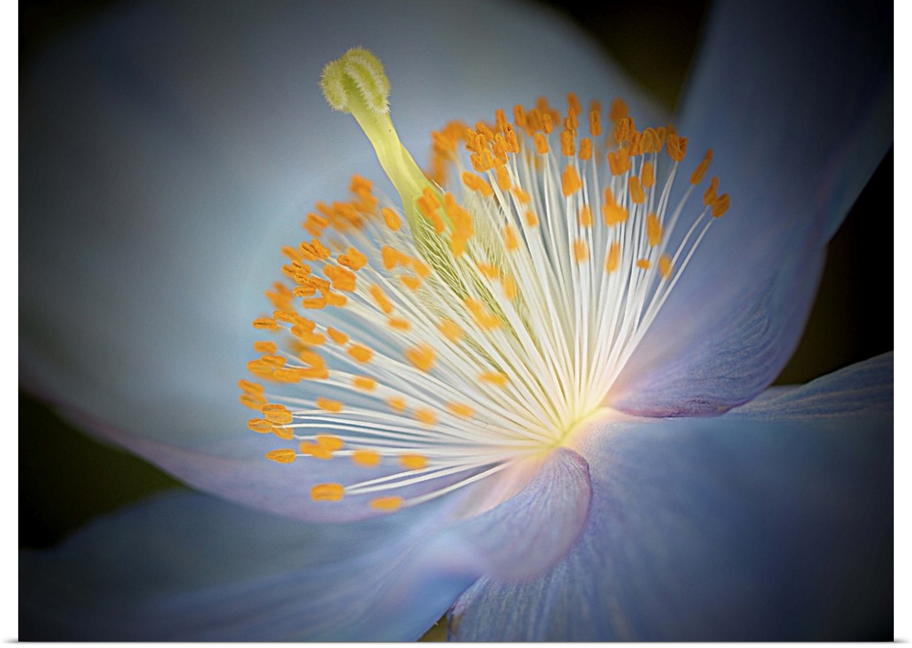 Close up photo of the center of a blue poppy with a yellow pistil and stamens.