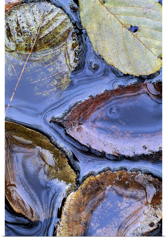 Several leaves are photographed as they sit on top of and just below the surface of water.