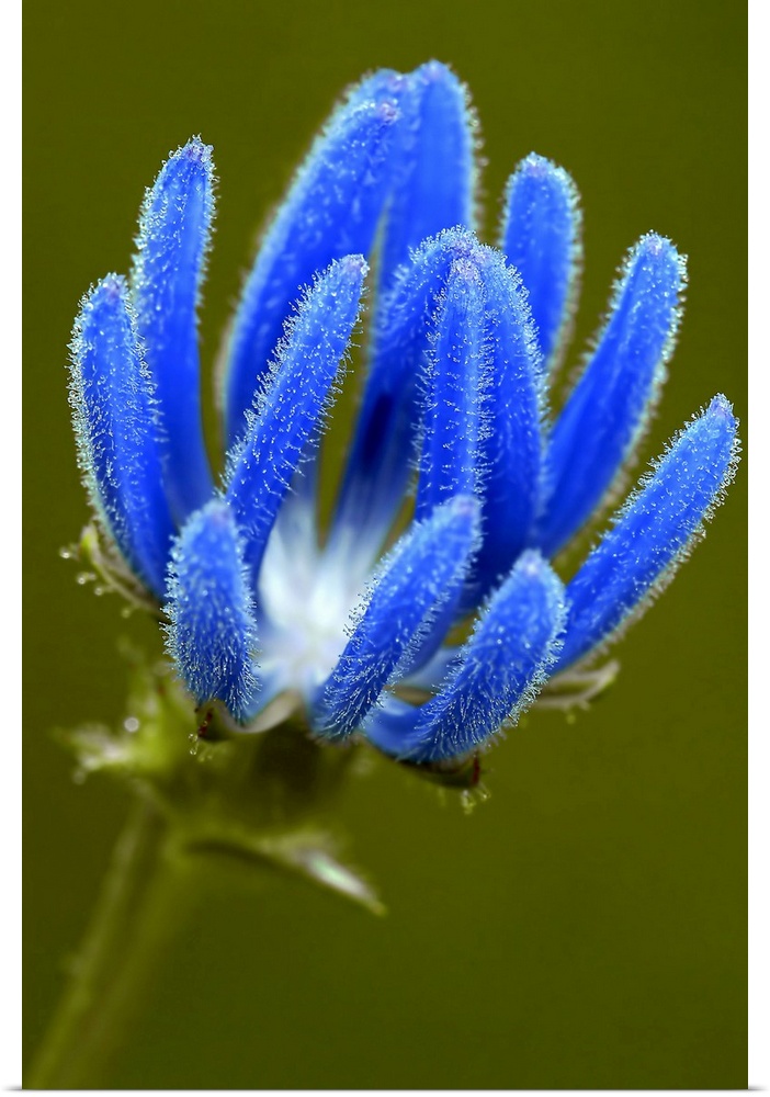 A blue thistle flower is photographed closely to show the detail of its petals.
