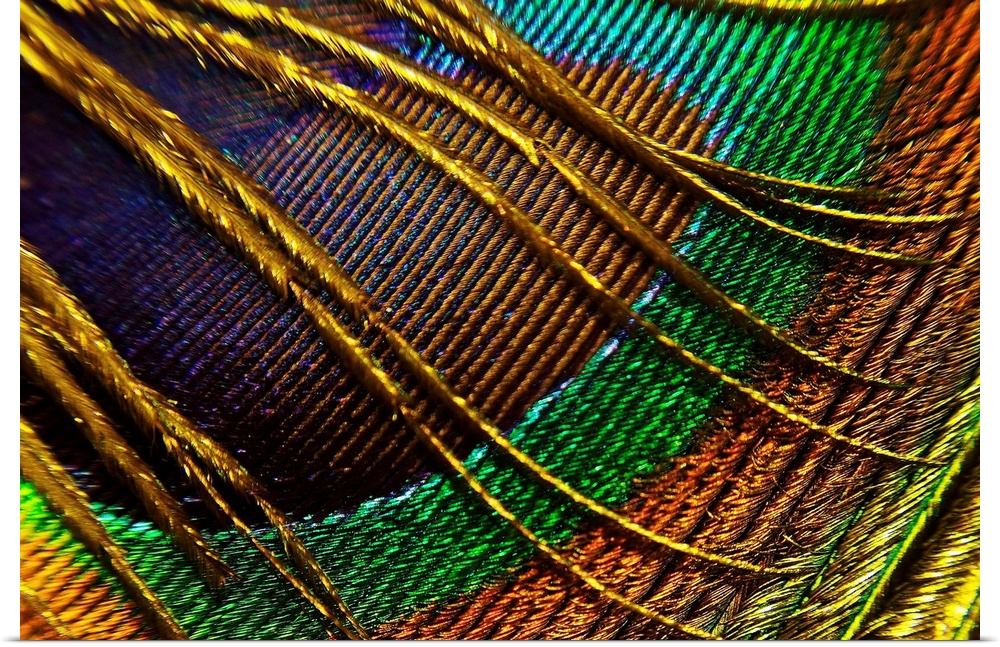 This decorative wall art is a macro, close up photograph of a peacock feather.