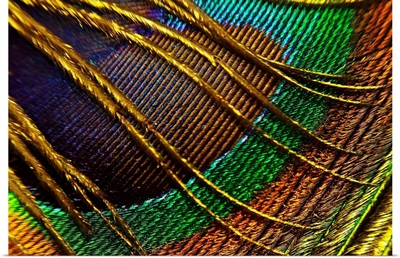 Bright Color Detail of Feather