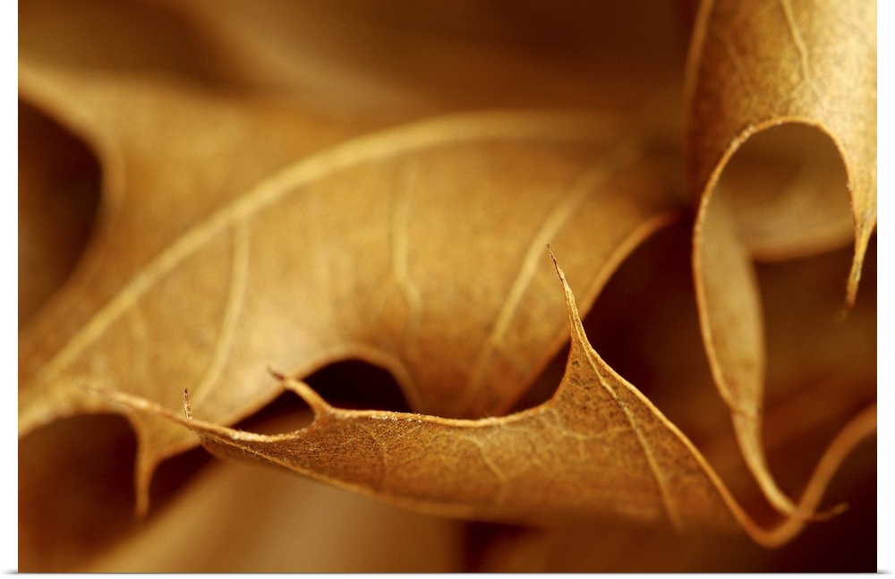 This is an extremely close up nature photograph of autumn leaves piled together.
