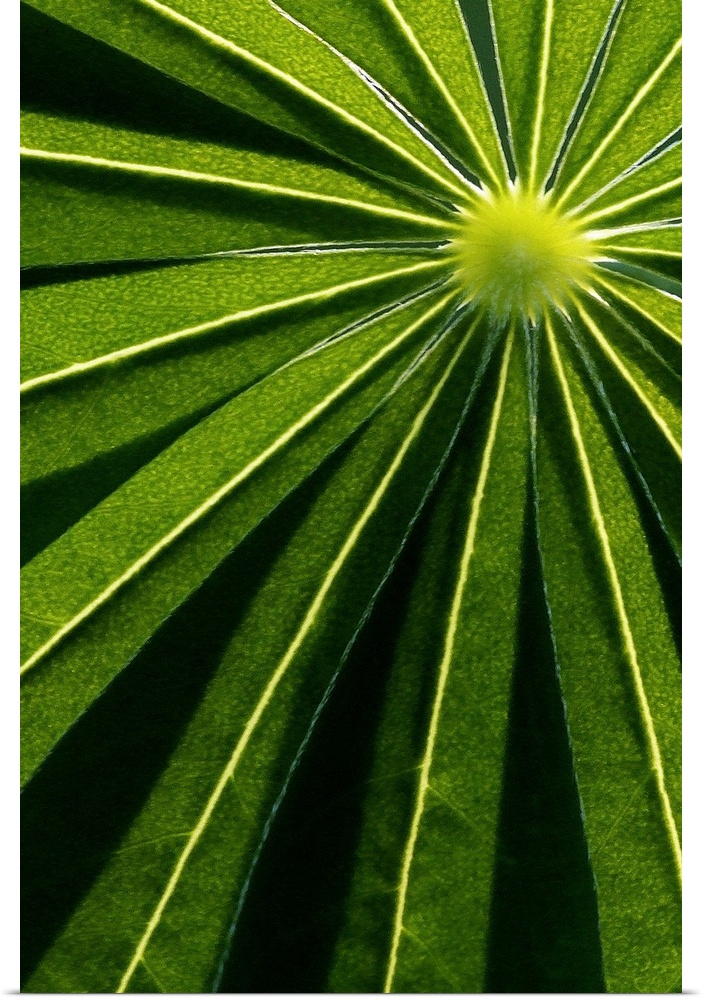 Vertical canvas of the up close view of narrow leaves.
