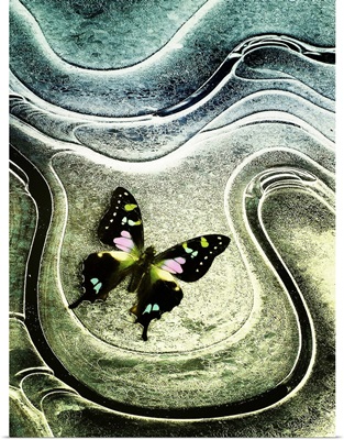 Butterfly Abstract