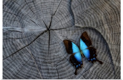 Butterfly on Stump