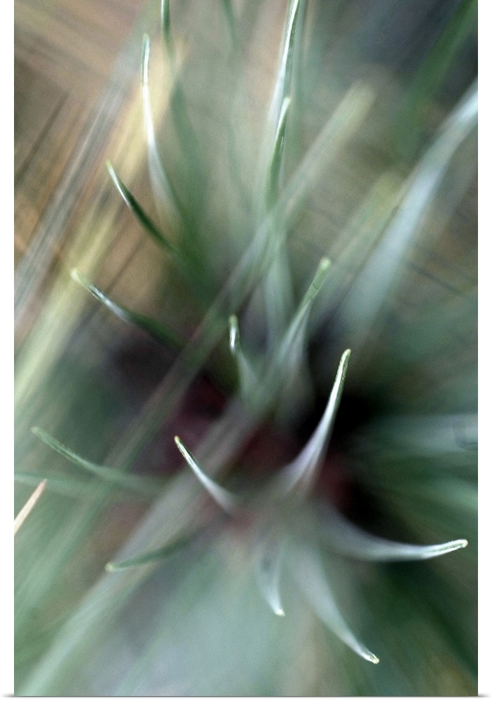 Large, close up, vertical photograph of cactus spines with blurred lines of light moving through them.