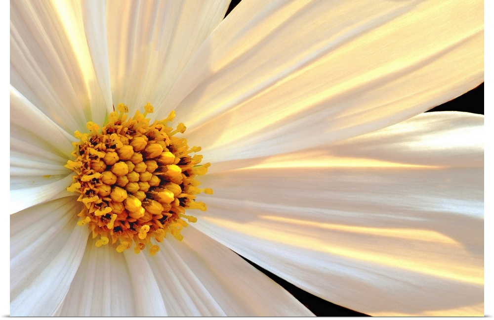 Giant, horizontal close up photograph of a daisy that is sun lit from behind, with white and golden petals.