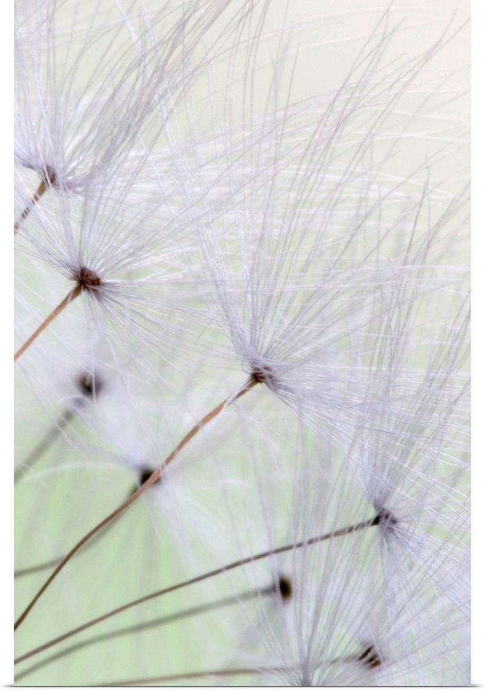 A vertical, macro photograph of a fluffy seeds with long stems blowing in the wind.